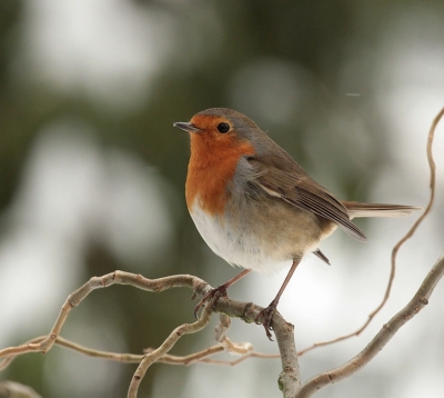 vandaag weer wat foto,s gemaakt o.a.van dit roodborstje, veel vogels met de sneeuw in de tuin,
foto is van binnenuit genomen vanaf statief

Groet Maria