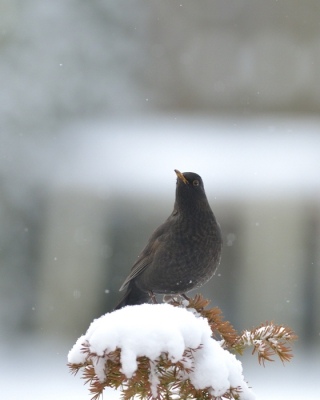 Merel is een gewone stad vogel, die ik vaak  elke dag in de tuin zie. Maar onder de sneeuwvlokken  lijkt hij me  een meer sfeervolle sprookjes vogel...