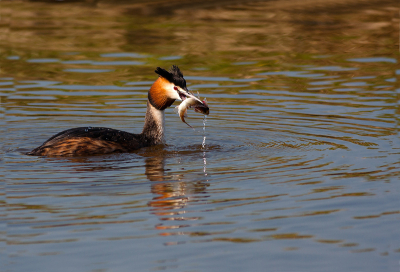 Ik woon aan het water en kon genieten van deze Fuut die telkens aan het duiken was, hier kon ik hem mooi te pakken nemen met een visje

Gr sam