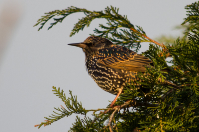 De gebruikelijke vogels bij ons in de tuin zijn de merels, kool en pimpelmezen, vinken en de laatste tijd zitten er ook spreeuwen bij. Zondag vlak voordat de zon onderging kwam deze ook nog even op bezoek en ging gewillig in de boom zitten zodat ik een mooie serie kon maken. Dit was ook meteen de eerste keer voor mij dat ik de spreeuw er redelijk goed op had staan.