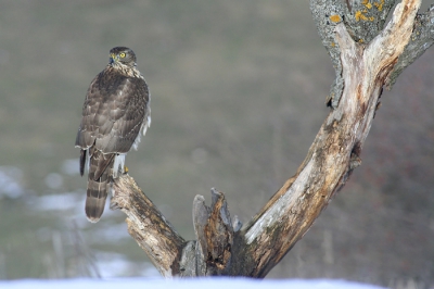 After a long day at the photo hide, I had already decided to leave. I already pack all technique and after 2 seconds the hawk landed ...
At the moment that it looked away i successful put the lens through the hole and took some shots.