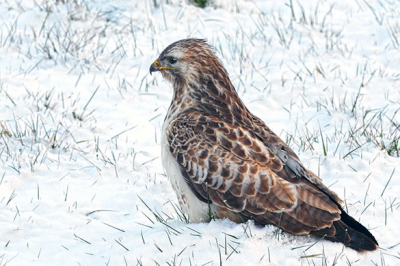 Zomaar langs de slootkant in de sneeuw.
Ik schrok ervan en heb sinds kort altijd een camera mee.