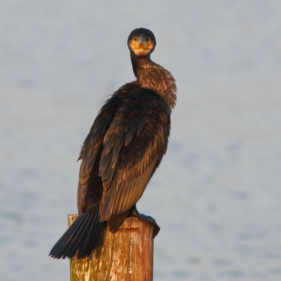 Deze subadult had de ornithopaparazzi in de vogelhut echt wel in de smiezen maar stoorde zich er verder niet aan.