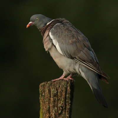 Toen die zich aan het poetsen was nam deze Houtduif hele mooie en soms ook vreemde poses aan.
Dit is 1 van die poses...