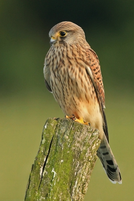 Dit vrouwtje zat voor mij. Ik zag dat ze aan het speuren was en kon superclose naderen. 
Dit vond ik een mooie plaat van haar
