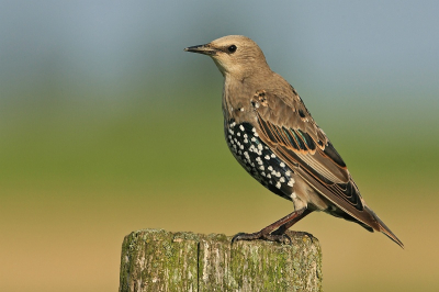 Deze juveniel zat op een paaltje waar je ze dikwijls kan vinden uiteraard. Hij bleef mooi zitten, liet zich bewonderen en fotograferen.