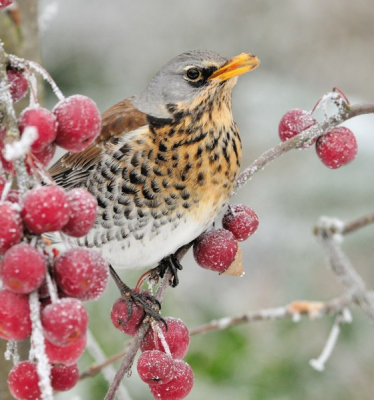 Kramsvogels op de (bevroren) malus. Foto is genomen uit de hand.