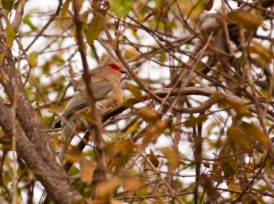 Deze mousebird kon ik achter de lodge alleen in de struiken vastleggen. Maar voor mij toch de eerste keer dat ik deze vogel zag.