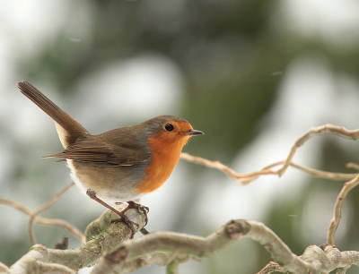 Momenteel zitten er 3 roodborstjes in mijn tuin,deze ging mooi voor mijn lens zitten

Groet Maria