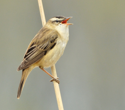 Deze rietzanger zat prachtig en was goed te bewonderen met erg mooi licht. Ik plaats hem omdat ik het een van mijn mooiste vogelfoto/moment is van 2012.