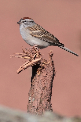 Dit territoriaal musje gevonden in een houtstapel tussen enkele geploegde akkers. De arme, dorre grond zorgt voor de roze-bruine achtergrond.