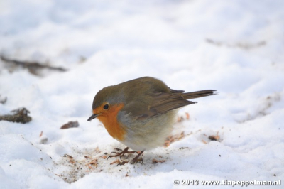 In het Goffertpark in Nijmegen kwam ik vandaag dit roodborstje tegen, of eigenlijk hij vond mij. Hij ging voor mijn lens zitten.