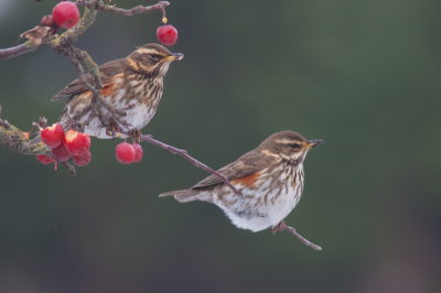 Moeilijke tijden voor de vogeltjes in de barre kou, ze genieten van de laatste besjes....