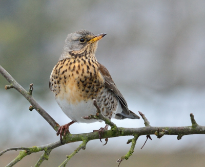 Deze kramsvogel kon ik vanmorgen fotograferen vanuit het raam op de verdieping...