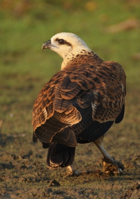 Vanaf een bootje deze caracara kunnen nemen hij zat op de uitkijk naar wat er zoal aanspoelt op de rivierkant.