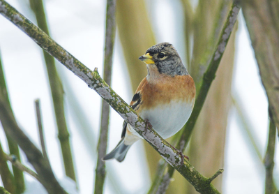 In de tuin, momenteel pleistert er een groep van minimum 48 exemplaren, en waarschijnlijk zijn het er nog wel meer. Regelmatig worden ze verjaagd door Merels.