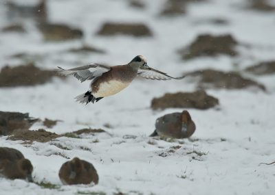 Tussen de andere Smienten zag ik deze zeldzame gast  vliegen. Ondanks de sneeuw en de slechte omstandigheden lukte het me toch om er een foto van te maken. Toen ik op de grond zat heb ik er ook nog een paar foto's van gemaakt, alleen toen werd het zicht belemmerd door de andere Smienten.