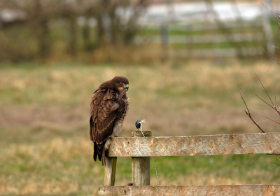 Vanmiddag deze Buizerd te pakken kunnen nemen, hij was bezig te poetsen, het licht was niet mooi

Gr sam