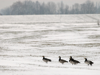Prachtige ganzen vind ik het, Brandganzen! Helemaal in een besneeuwd landschap