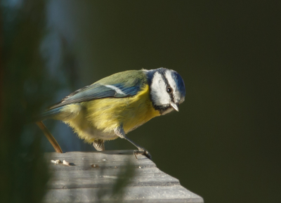 In de tuin heerlijk genieten van al wat langs komt, waaronder deze pimpelmees.