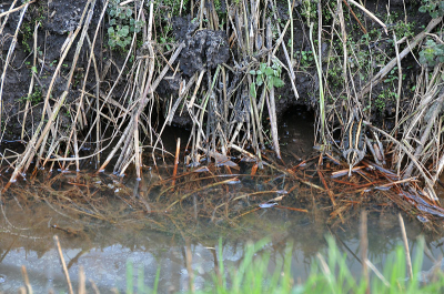 Een overzichtsplaatje van dit bokje, zoals ik al een tijdje wilde maken, om hun schutkleuren te laten zien in een natuurlijke omgeving.