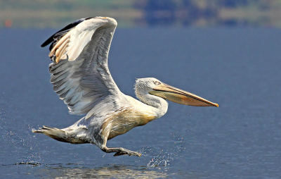 A walk on the Christmas day was quite productive for this shot of Dalmatian Pelican