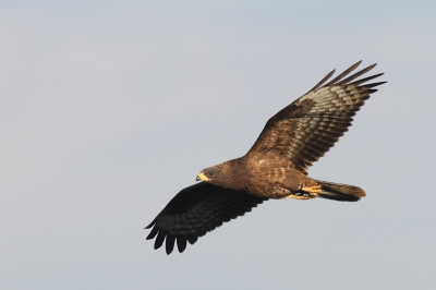 later dan de adulte vogels, en in kleinere aantallen, trekken de juvenielen hier door. Deze kwam mooi op ooghoogte vlak langs telpost 'Shuamta'.
Meer over het telproject op: http://www.batumiraptorcount.org