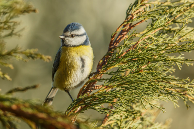 Vandaag wat bezig geweest met de pimpelmees, koolmees was vandaag niet veel aanwezig en ook de kuifmees was niet te zien.