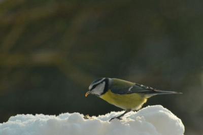 Deze pimpelmees kwam ook even mee-eten van de pindakaas...;) Geprobeerd de sneeuw onder controle te houden door een korte sluitertijd en en niet al te open diafragma. Benieuwd naar de reacties.