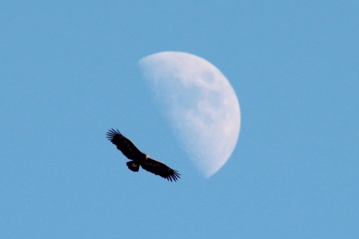 One of the rarest eagles of the world in unusual view. Many other interesting birds were observed in the area during the same day.