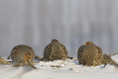 Vandaag weer eens een rondje door de polder gemaakt in de hoop al wat rammelende hazen in de sneeuw te zien. geen haas gezien maar wel zo'n 30 patrijzen. Deze zaten redelijk dichtbij. Voorzichtig uitgestapt en in de sneeuw gaan liggen voor een mooier standpunt.
