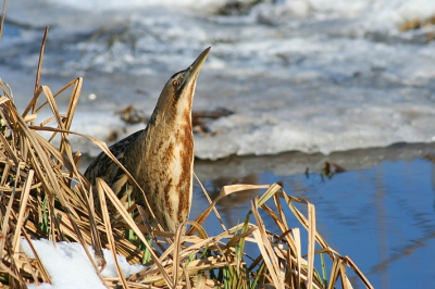 Strong winter in Durankulak lake, north-eastern Bulgaria. Although it was sunny the temperature was well below freezing and the lake begins to freeze. The Bittern had camouflage itself very well and thought I was not seeing it.