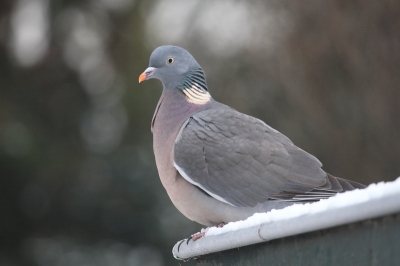 M'n eerste foto met Canon 100-400 en m'n eerste foto op birdpix. Hierom moest ie gewoon geplaatst worden. Nu op naar de Blauwe Kamer...
