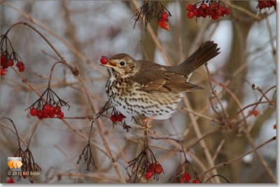 Zanglijster kon niet genoeg krijgen van de bessen, kramsvogels, goudvinken en merels waren er ook niet vies van.