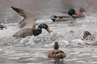 Saturday walk in the nearest city park in Sofia proved quite interesting with this image of fighting Mallards