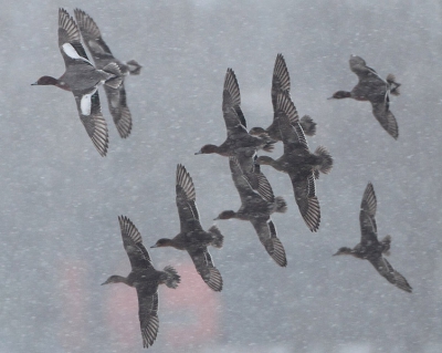 Zoekend naar open water en vechtend tegen de ijzige kou baant deze groep Smienten zich door de sneeuwstorm heen. Deze kleine eendjes verdienen alle repect.