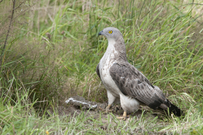 Deze opnamen zou een onmogelijke missie zijn volgen een goede vriend van mij (Jos vd Kerkhof). Een klein uurtje had ik maar tijd en het was ook nog s'middags om 14.00uur, een tijd dat ze niet zouden gaan eten. Na het plaatsnemen in de schuilhut duurde het geen 5 min of de Wespendief kwam aangevlogen en begon het nest leeg te roven waarna de wespen behoorlijk agresief werden.