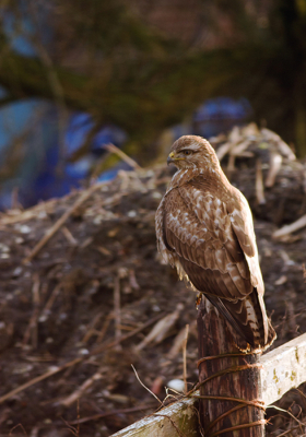 Er was een fel zijlicht van de zon, en heb het van mijn idee goed weten te belichten, Ik vind de achtergrond ook mooi over komen met de buizerd, het lijkt wel iets op 3d

Gr sam