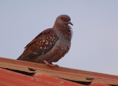 Deze mooie duif zat rustig op het dak van de huisjes van het hotel. door de opgezetten veren op de borst een leuke foto geworden.