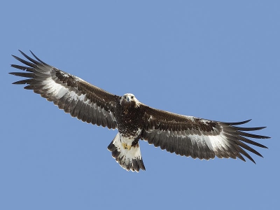 Op weg naar Ammarnas Zweden met een omweg over een hele mooie route "Bla Vagen", dit alles naar aanleiding van een tip van Herman Bisschop, op zoek naar de Steenarenden die daar zouden verblijven. Op Ammarnas hebben we ze niet getroffen, maar wel aan het eind van de Bla Vagen (Blauwe weg), zweefde er n in de lucht.