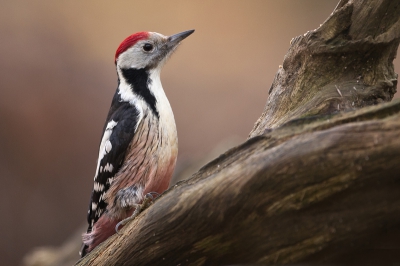 Aan het eind van een donkere middag, in de boshut van Het Zeeuwse Landschap in het Clingse Bos, net voor ik van plan was op te stappen kwam ie ineens vol in beeld. Een Middelste Bonte Specht. Nadat ik de foto met anderen deelde bleek het een volslagen unicum omdat dit de eerste keer dat een MBS in Zeeland gespot was, laat staan gefotografeerd was! Heb er inclusief een grote kleurenfoto de krant mee gehaald en ook op BP werd ik op veel kijkers en 12 nominaties beloond.