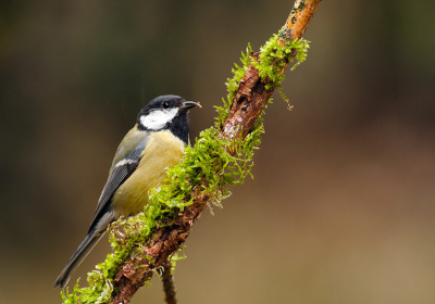 Uit een vogelhut genomen, was aardig licht om te kunnen fotograferen, even een oudje

Maar hoe moet deze nu eten?

Gr sam