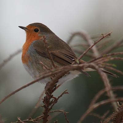 Shooting Date/Time	25-1-2013 12:33:29
Tv( Shutter Speed )	1/320
Av( Aperture Value )	6.3
ISO Speed	400
Focal Length	400.0mm