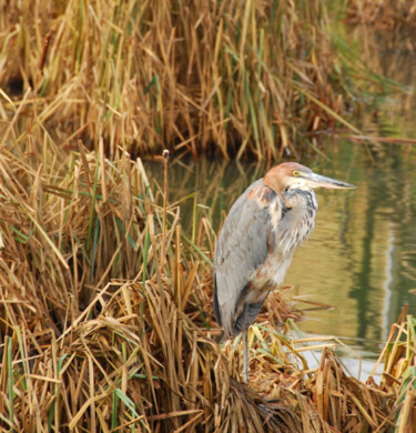 In een dierentuin omgeving Nuenen woont deze goliath reiger in de grootste vogel volire van europa.Zo groot dat ze hierin kunnen vliegen.
Door dat ik op tijd /dagen kom en weinig bezoekers zijn, ik mij rustig gedraag, kan ik er zonder de vogel te storen dichtbij naderen. 
Vogels in gevangenschap geprobeerd op zijn mooist te fotograferen in een zo`n natuurlijk mogelijk habitat