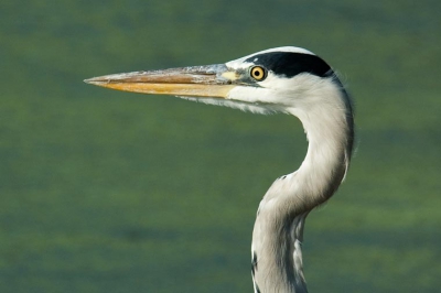 Nikon D70 340mm
Deze reiger bleef net lang genoeg zitten om 2 opnames te maken.