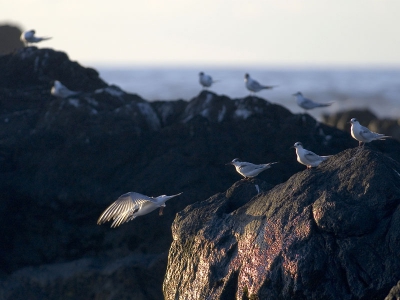 Zittend op de rotsen op het strand van Mosteiros, genoot ik van de activiteiten van de visdiefjes die geplaagd door elkaar of door de hoog opspattende golven niet echt rustig konden zitten. De diagonale lijnen en de herhaling van de visdiefjes op de rotsen vond ik hierbij erg mooi, zeker toen de onderste visdief wegvloog.