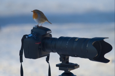 Tijdens pauze van een fotoworkshop in de Amsterdamse Waterleidingduinen kwam deze roodborst even buurten