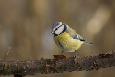 Deze beweeglijke vogeltjes blijven moeilijk te fotograferen, soms blijven ze net lang genoeg zitten om vast te leggen.