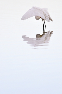 Een "eenzame" grote zilverreiger stond zich uitgebreid te toiletteren. Er was een zeer fraai, diffuus tegenlicht met een lichte weerspiegeling van een deels blauwe lucht.