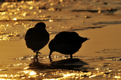 De zon kwam net over de duinrand. De kreek in de Slufter was voor een groot deel dicht gevroren. Een klein stroompje siepelde vlak langs de duinen naar zee. Een klein groepje bontjes kwam langzaam mijn kant op gelopen. Het tegenlicht kleurde het slib oranje. De bontjes begonnen aan hun ontbijt.